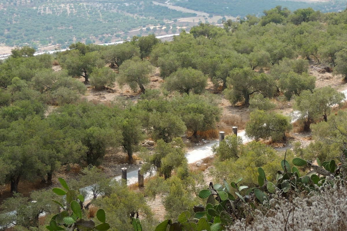 Image 2: Olive Trees in Samaria
