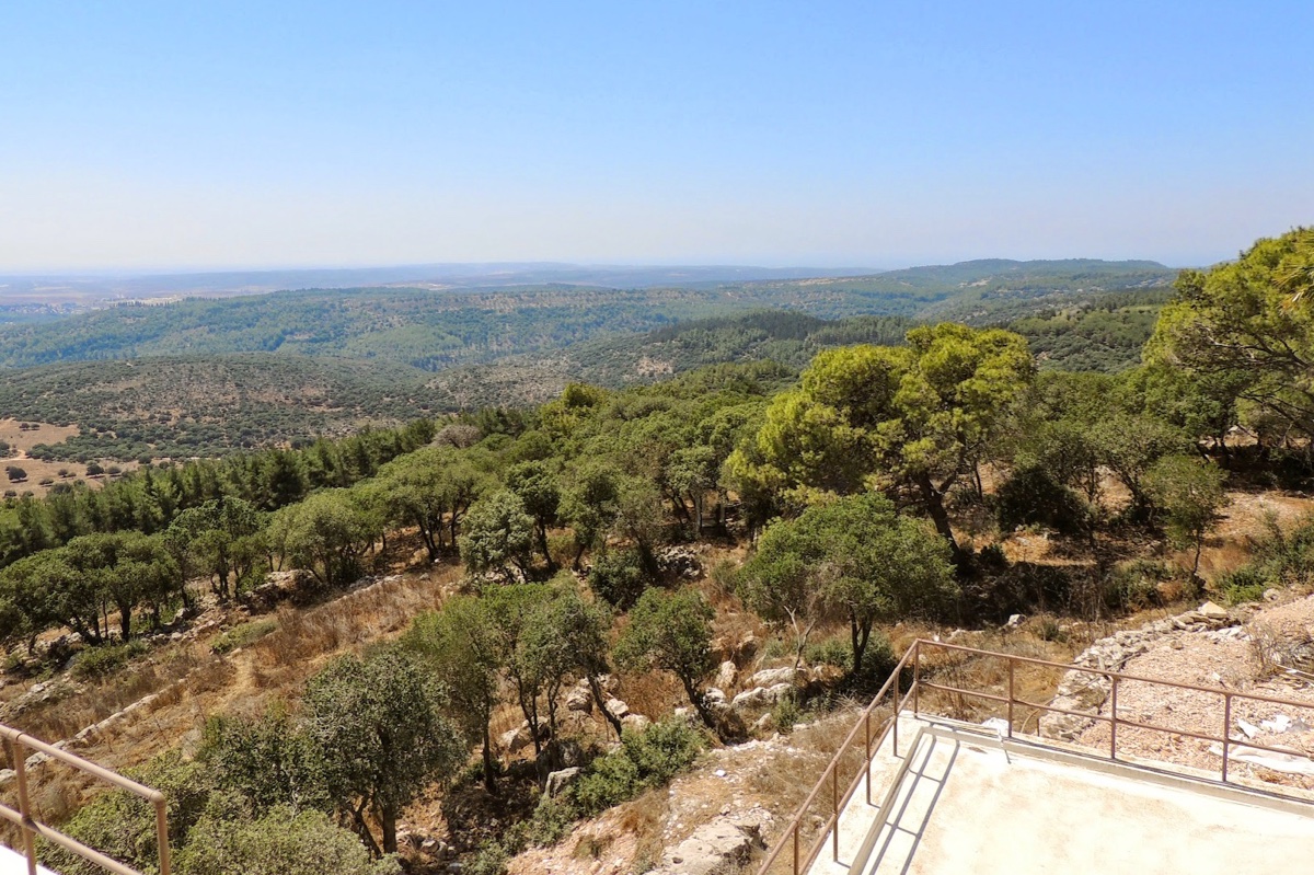 Image 3: Olive Trees on Mount Carmel