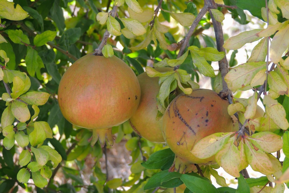 Image 4: Pomegranates in Nazareth