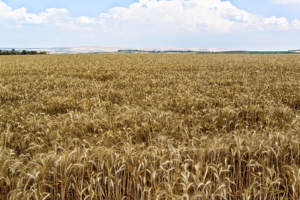 Image 5: Wheat Field in Jezreel Valley